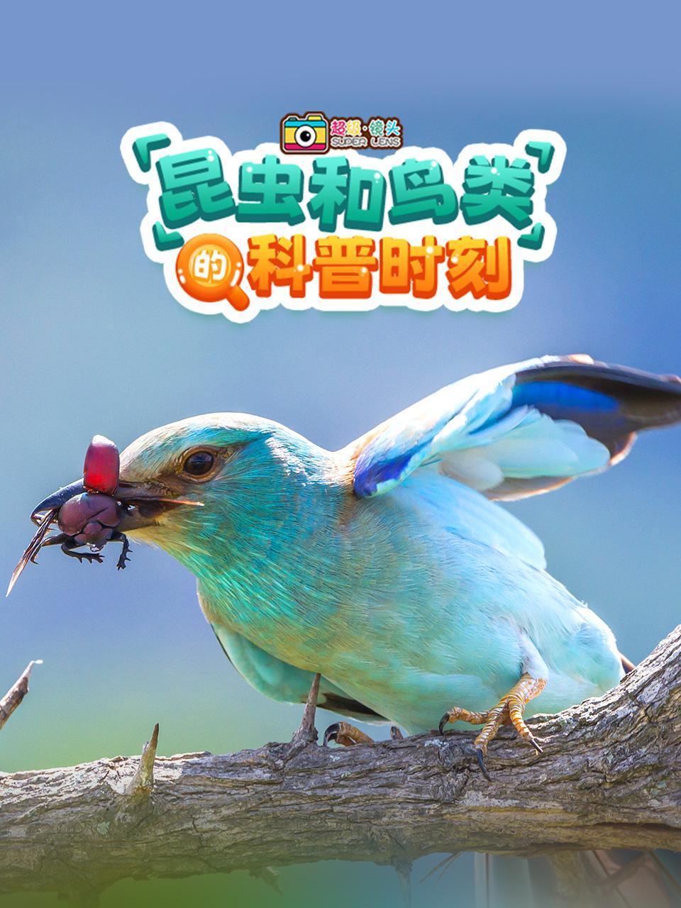 超级镜头:昆虫和鸟类的科普时刻